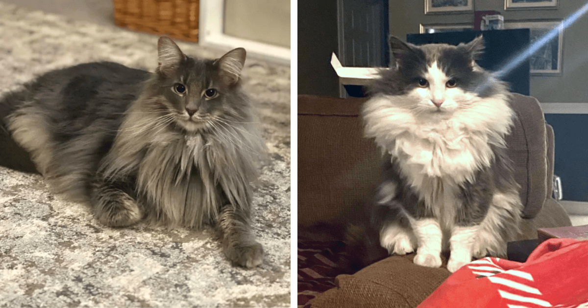 Happy Floof Year: 25 Norwegian Fluffy Forest Felines To Add Some Fun ...