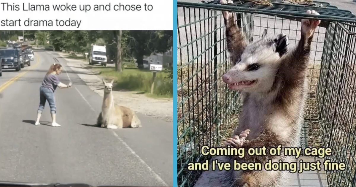 paws-for-a-minute-and-scroll-through-50-best-animal-memes-of-the-2023