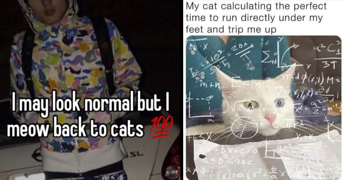 Weekly Treat of Cat Memes for Feline Fanatics (December 13, 2023