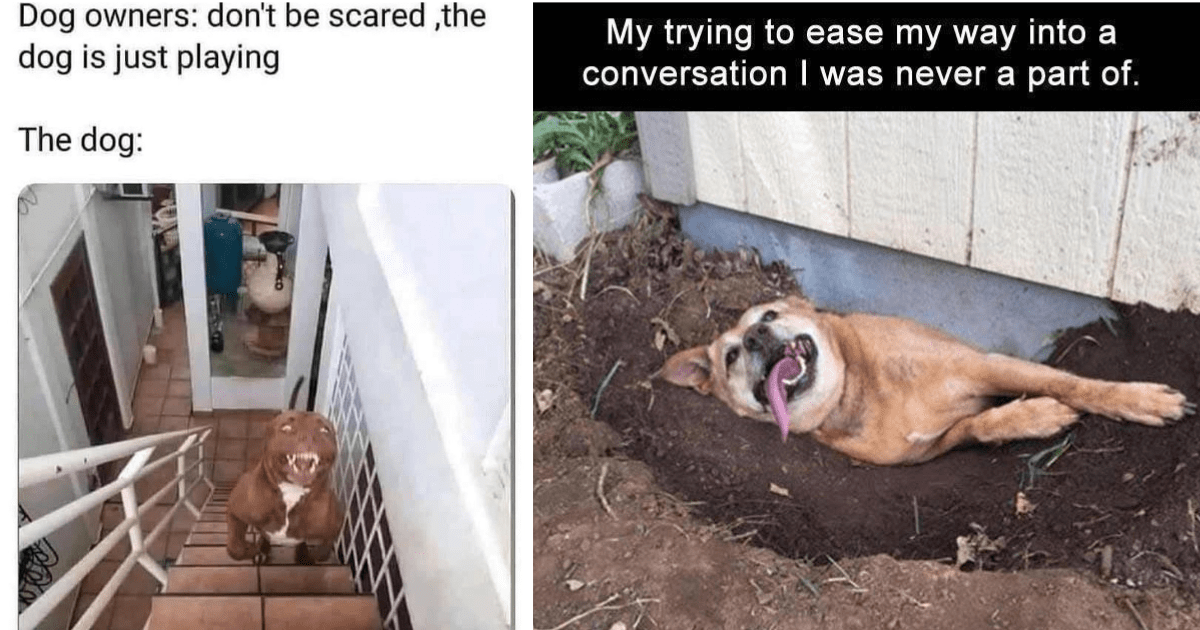 31 Ear Flopping Dog Memes That Will Have You Barking Up the Funny Tree ...