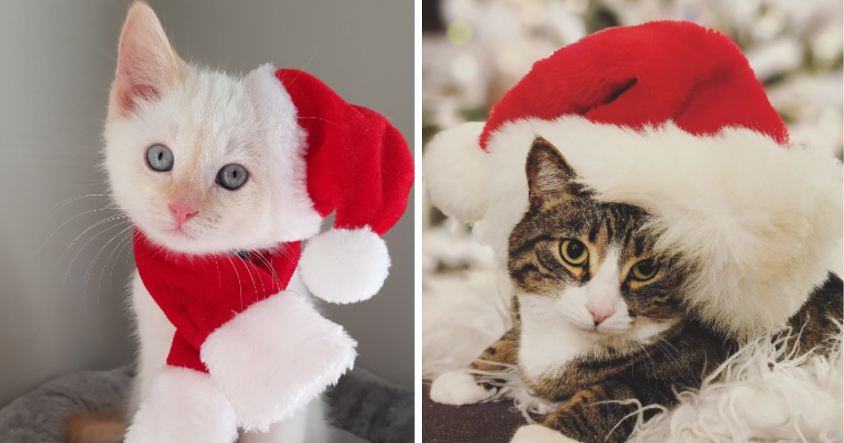 Purrfectly Festive: 26 Cute Christmas Cats Celebrating Caturday - I Can ...
