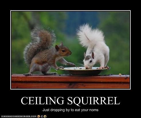 Ceiling Squirrel Cheezburger Funny Memes Funny Pictures