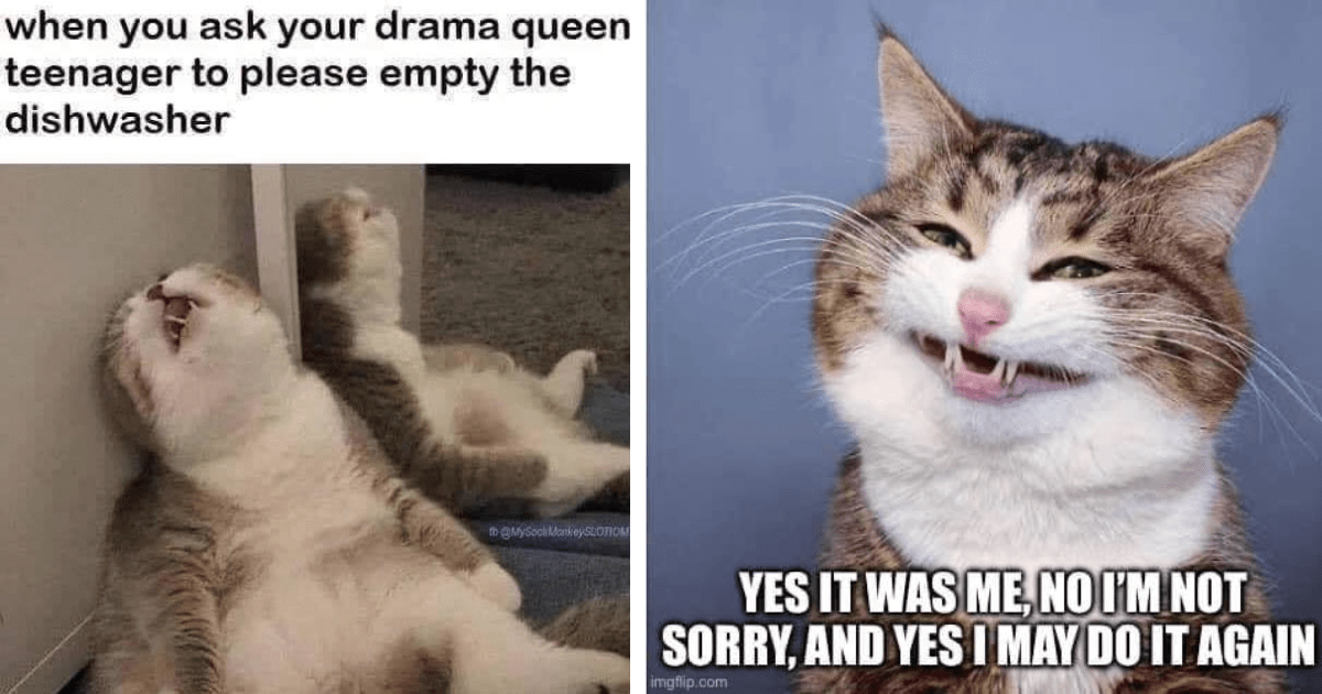 Wholesome Heartwarming Cat Memes To Sooth Your Back To Work Worries I Can Has Cheezburger?