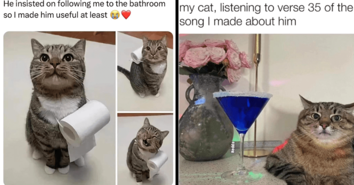 26 Fantastic Feline Memes For A Fun-filled Fabulously Funny Sunday - I ...