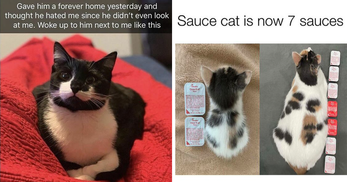Fresh N' Funny Memes N' GIFs Of The Month - I Can Has Cheezburger?