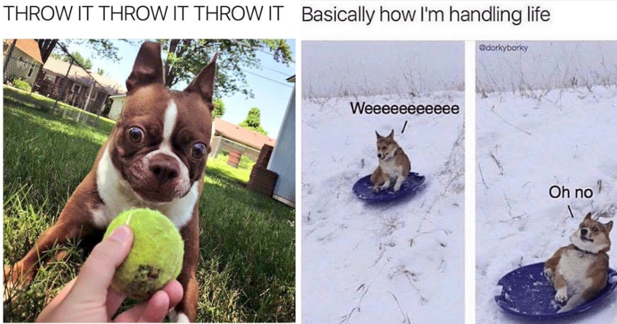 Hilarious Hyper Active Dog Memes To Give You An Afternoon Energy