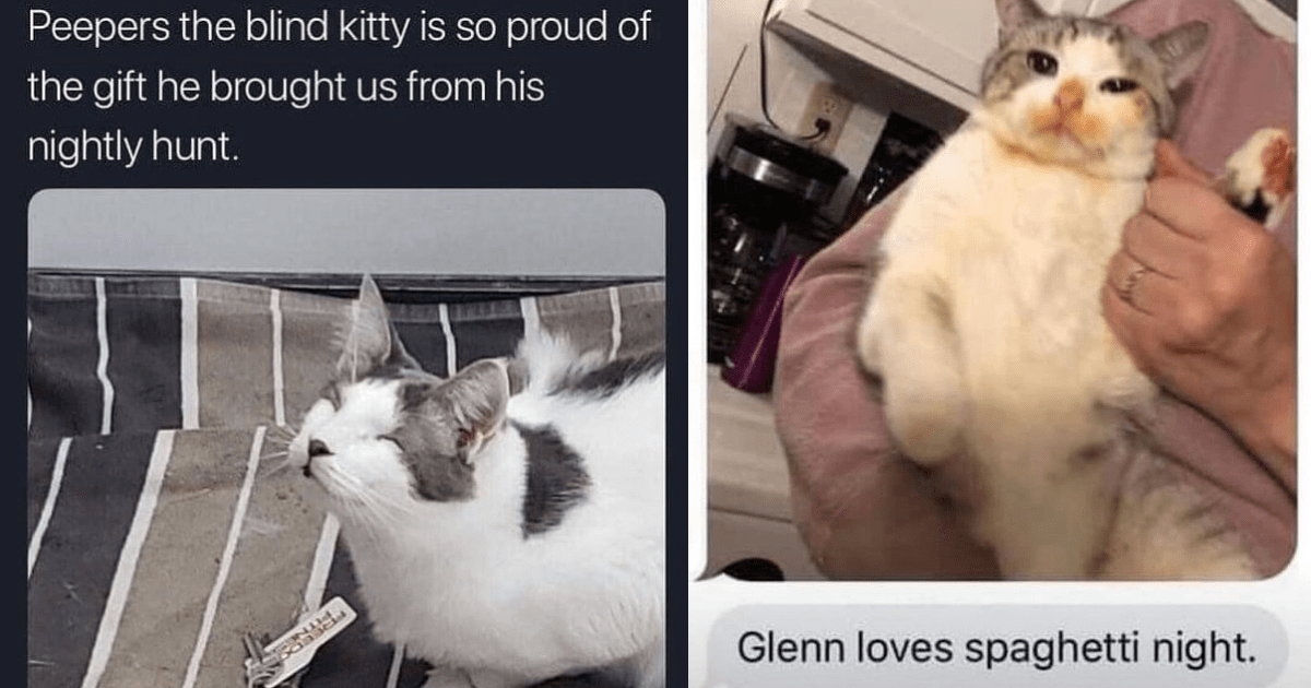 Wholesome Cat Memes Stuffed Full Of That Friday Feline - I Can Has ...