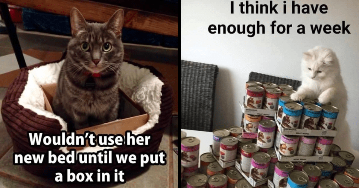 Laughing Through Thursday With 23 Hissterical Cat Memes For A ...