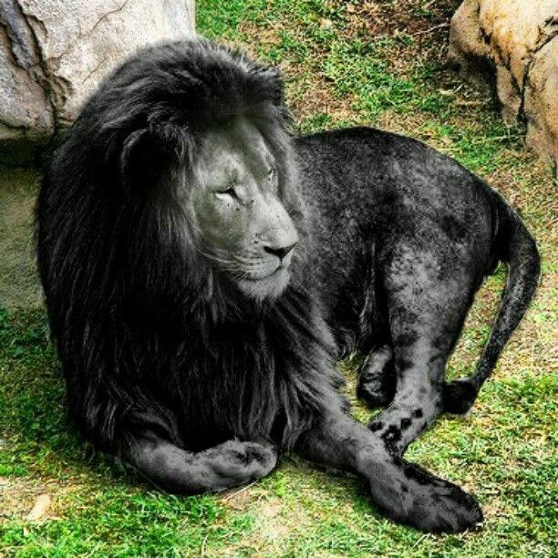 Black Is Beautiful: 27 Stunning Animals With Melanism - I Can Has