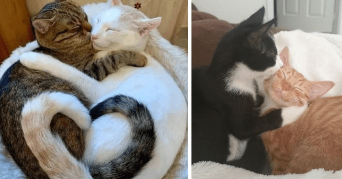 A Collection of Cat-astrophically Cute Cat Couples to Cultivate a Long ...