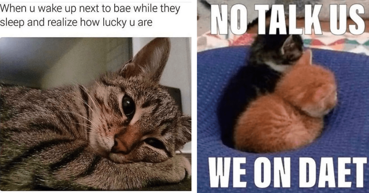Soft Sensitive Cat Memes To Help You Ease Into Tuesday - I Can Has ...