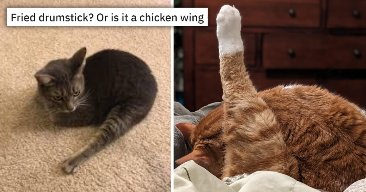 Fabulous Feline Feast of Freshly Fried Drumsticks Of The Cat Variety