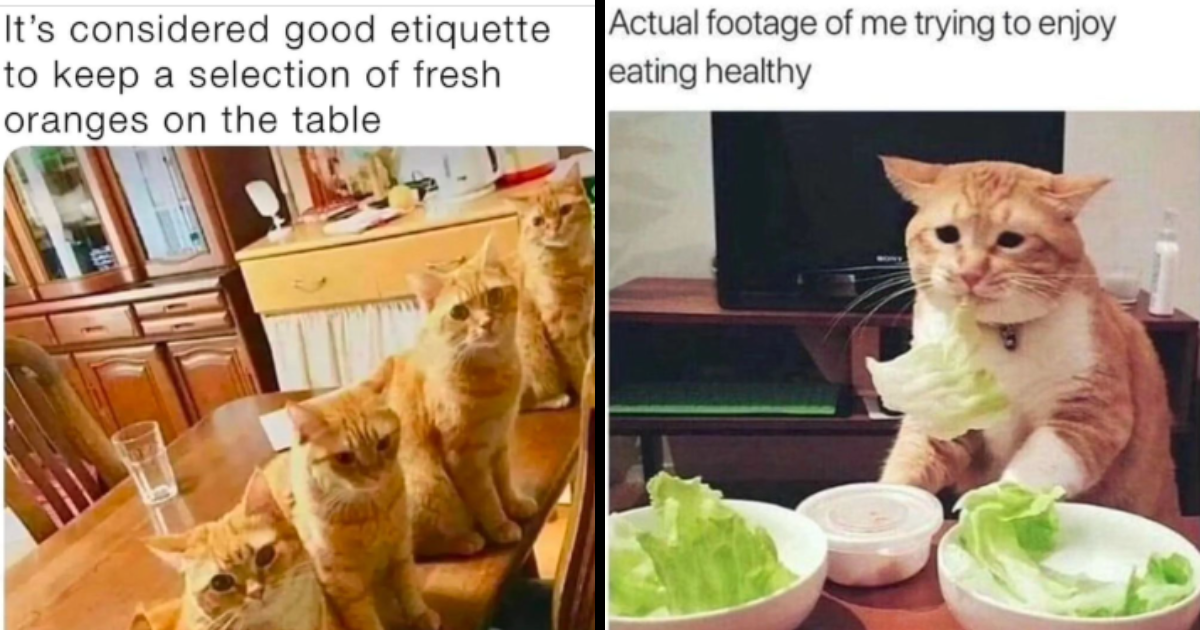 Furry Fun With 25 Cute Cat Memes For A Feline Funny Friday - I Can Has 