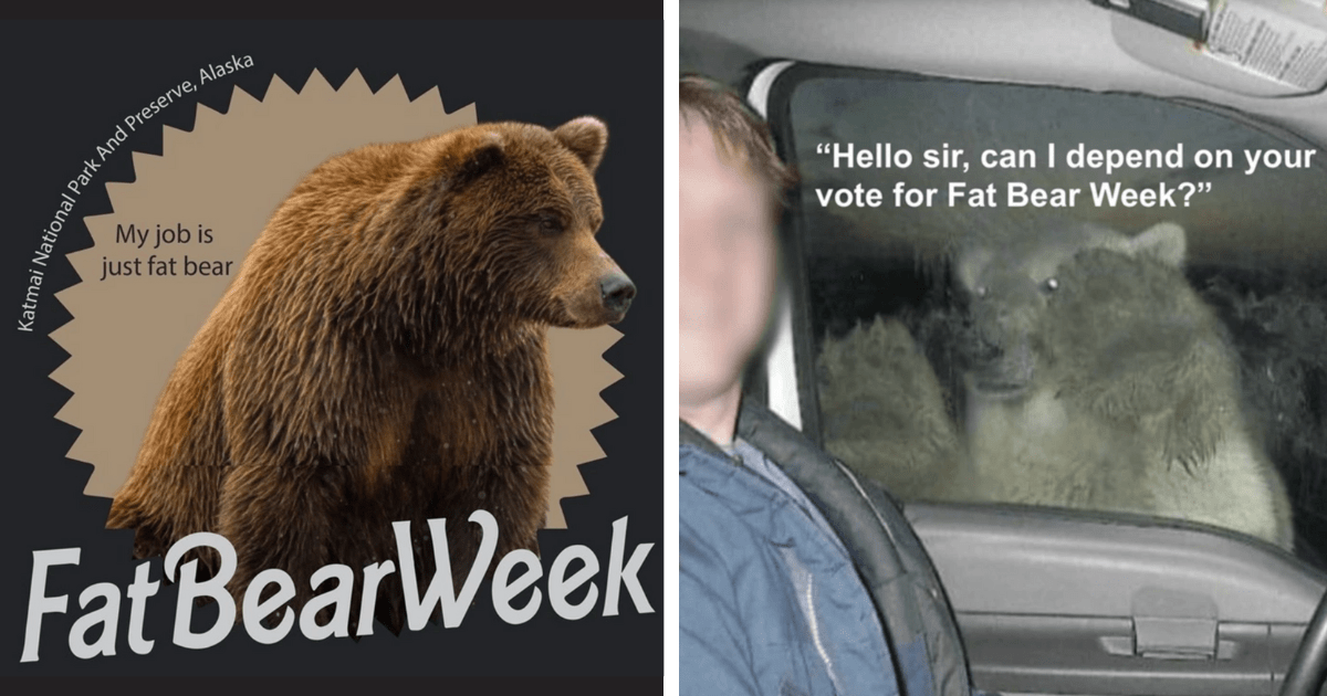 Bear Y Good Vibes 21 Memes From Fat Bear Week That Are Giving Peak   Meme Of A Bear Outside A Car Window Including Hello Sir Can I Depend On Your Vote For Fat Bear Week