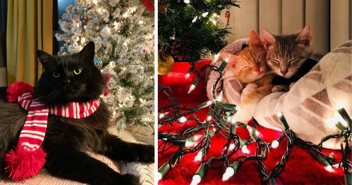Festive Felines: 25 Adorable Cats Embracing The Christmas Spirit - I