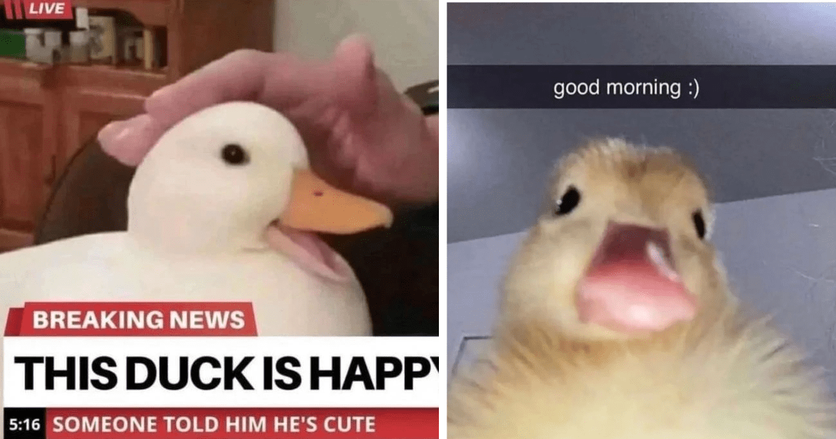 Wholesome Duck Memes And Photos For A Quacking End To The Year - Animal ...