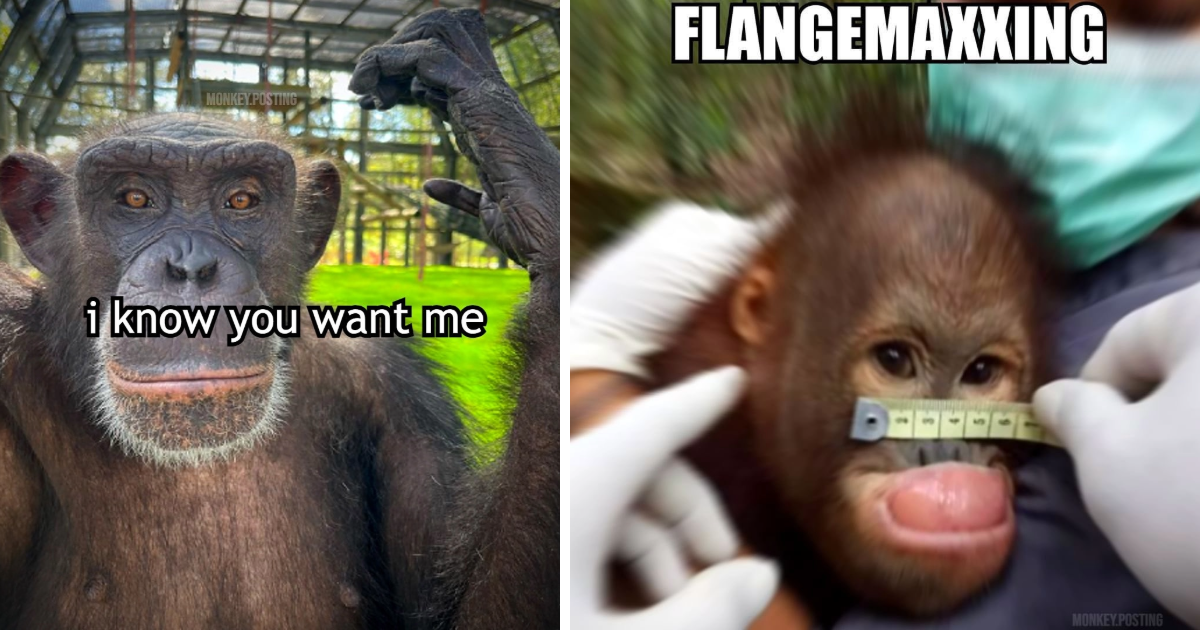 Silly Spicy Monkey Memes To Put Some Zip In Your Step Counter Animal