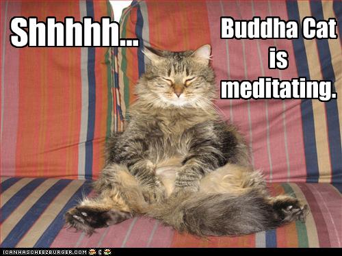 Buddha Cat is meditating. - Cheezburger - Funny Memes ...