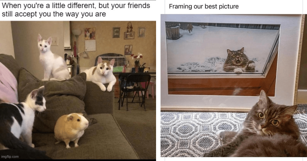    35 Memes About Cats Thumbnail Includes Two Pictures Of Cat Memes