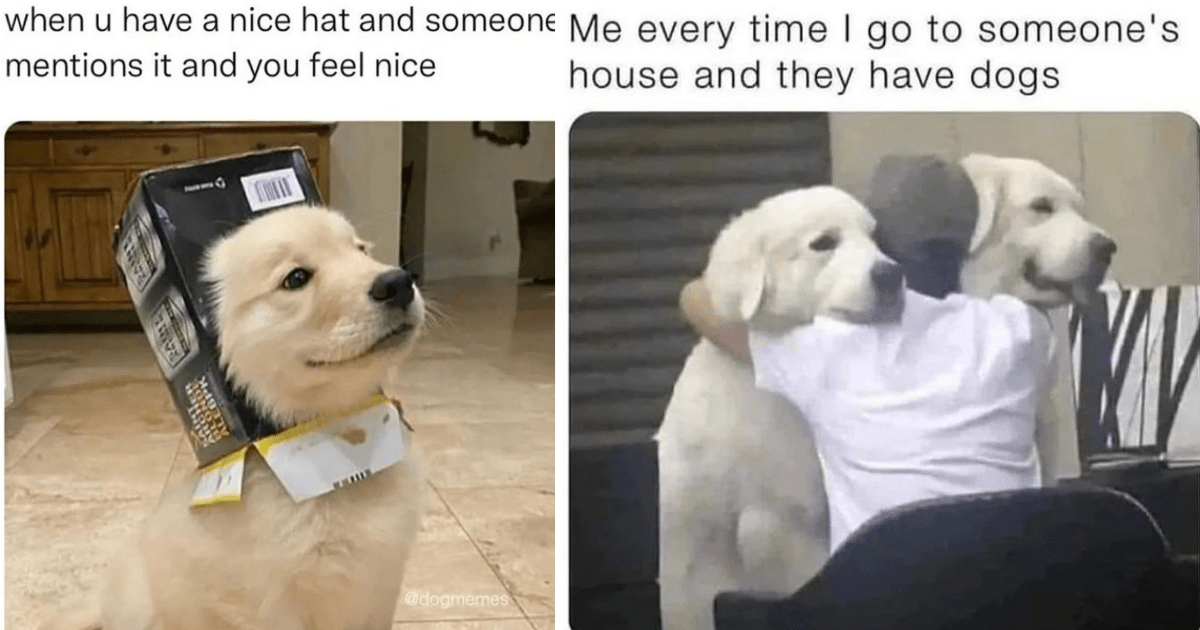 Wholesome Mid-Week Memes Of Dogs To Get You Jumping Over The Hump ...