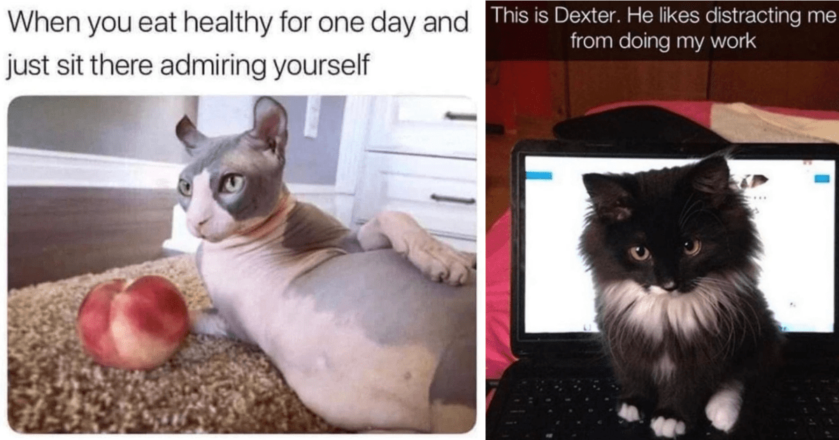 Sassy Feline Memes To Remind Us Hoomans Who Is Boss - I Can Has ...
