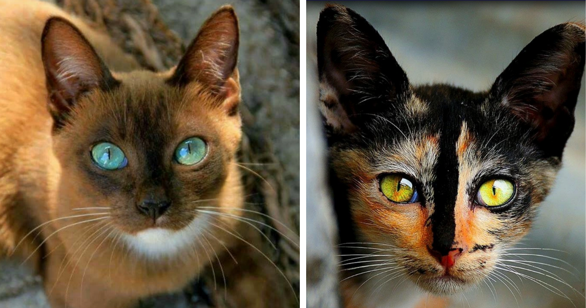 An Optical Overload Of 28 Pawsitively Stunning Cat Gaze Glam Shots And