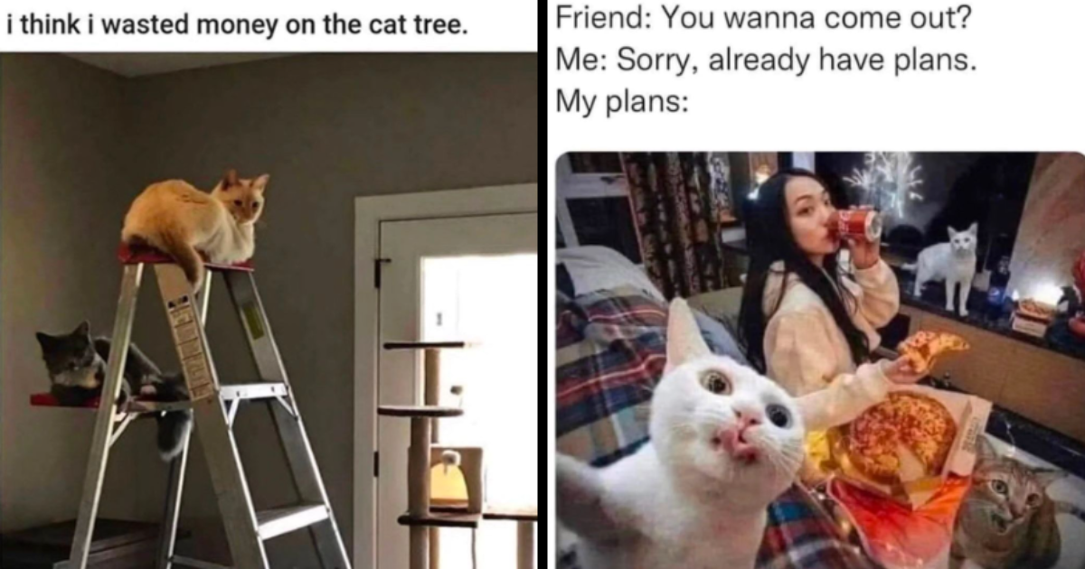 25 Hilarious Caturday Cat Memes To Make The Weekend Purrfectly Fun - I ...