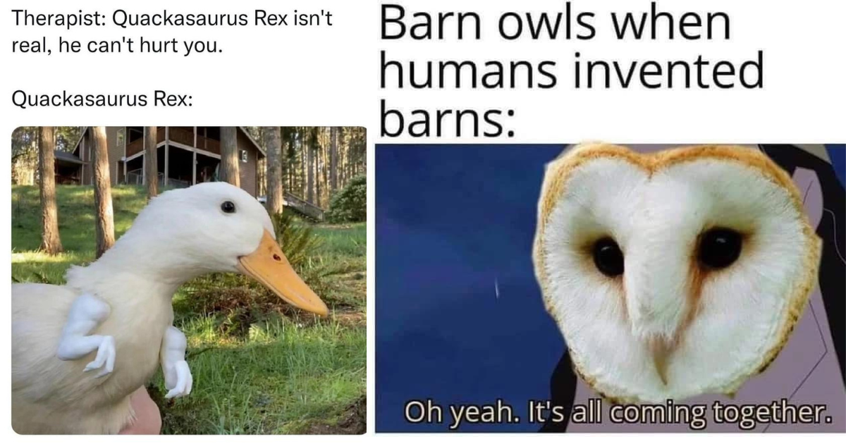 Wing It With These 34 Hilarious Bird Memes to Brighten Your Day ...