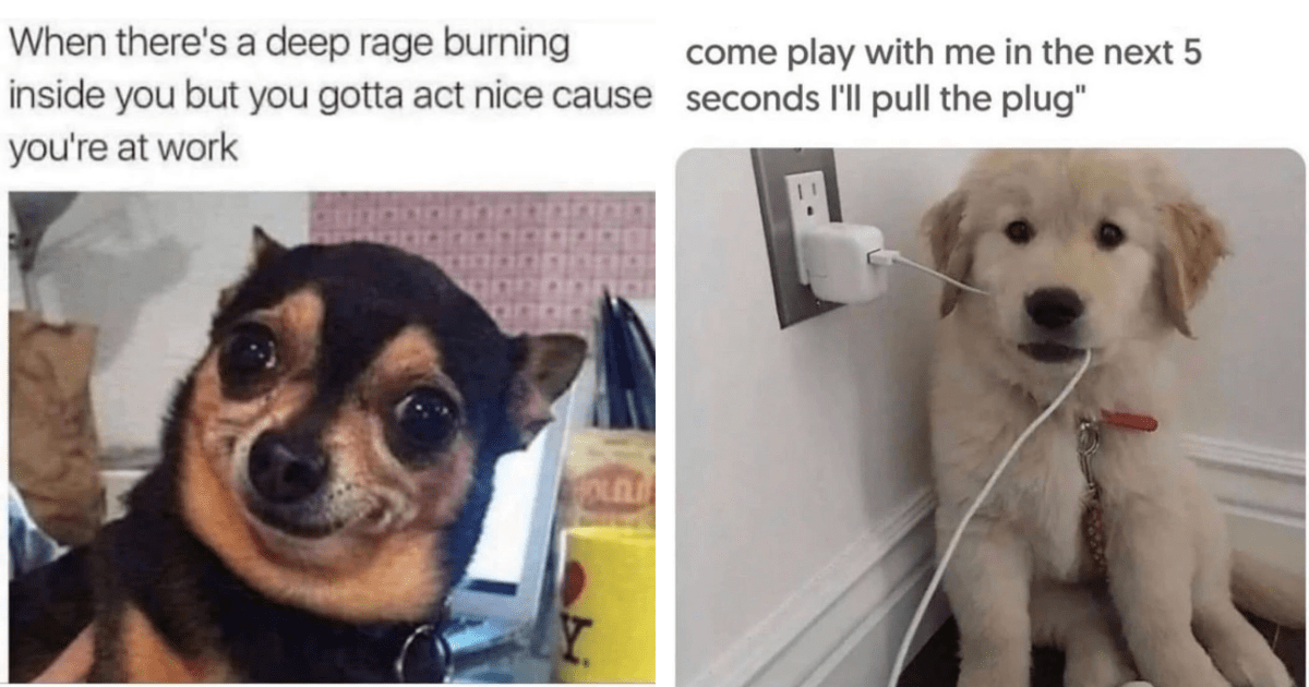 High Energy Dog Memes To Give You The Strength For Your Mid-Morning ...