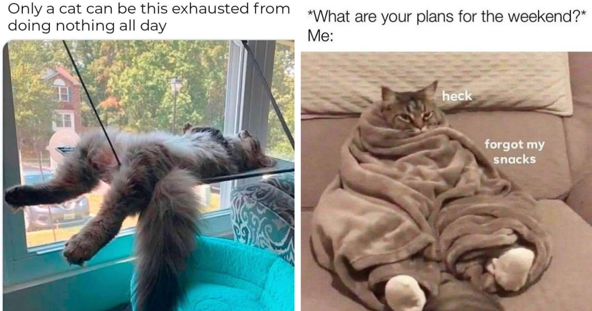 Heartwarming Soothing Cat Memes That Have That Homey Vibe - I Can Has ...