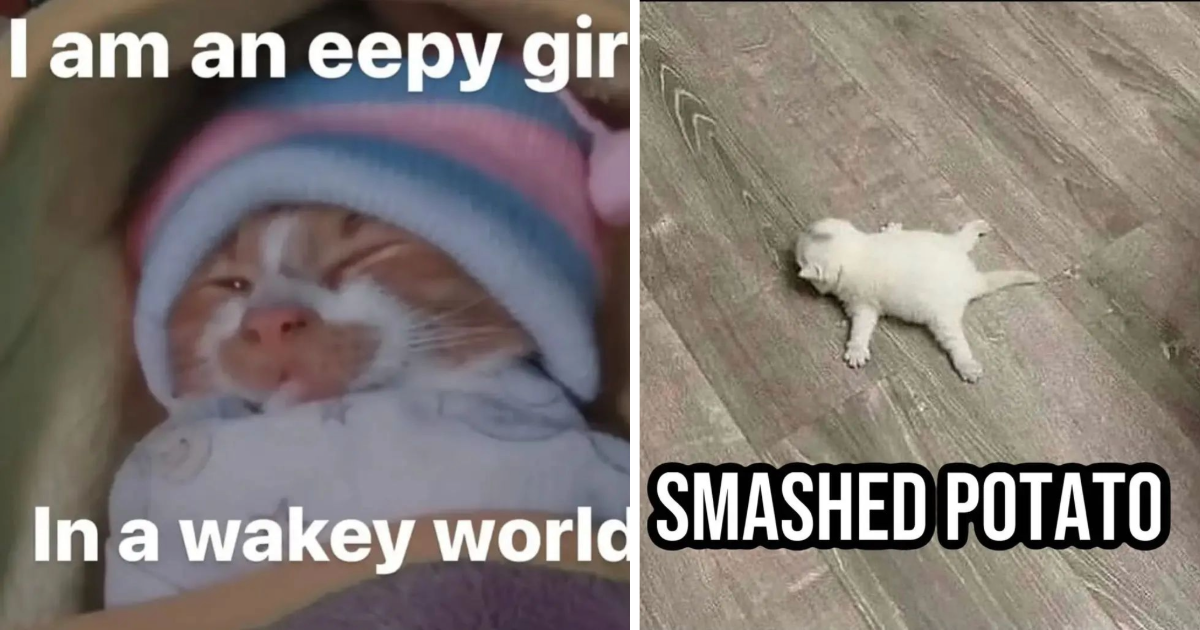 Soft Sweet Kitten Memes To Match Your Eepy Mid Morning Energy I Can