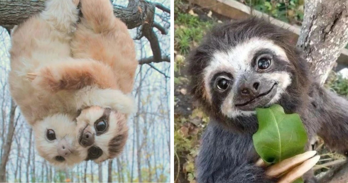 Whimsical Wednesday Wonders With 25 Smiling Sloths For A Day Of ...