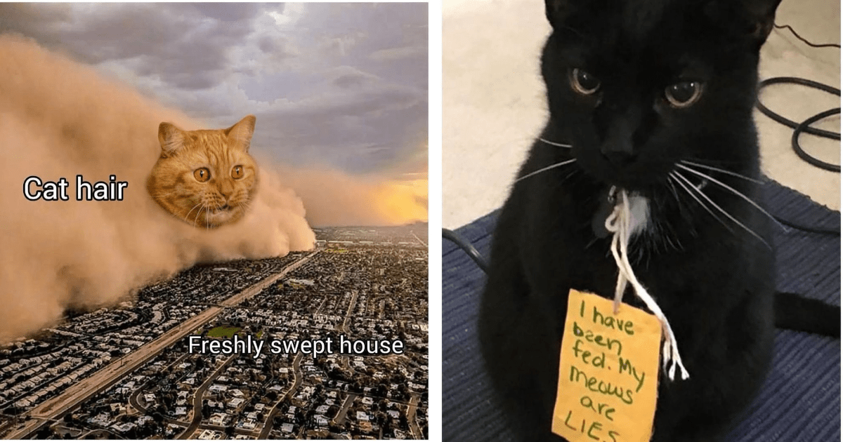 Epic Classic Memes Of Cats Being The Most Cat That They Can Be - I Can ...