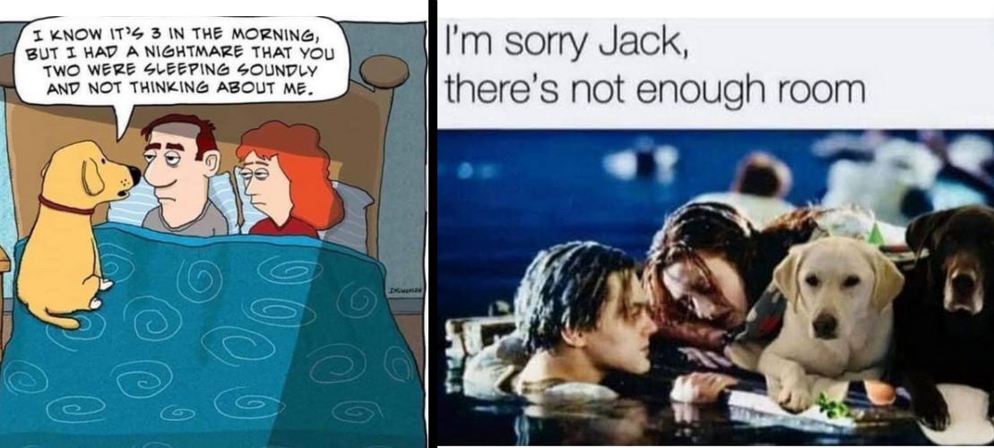 30 Ruff Memes for Dog Pawrents Who Let Their Pup Run Their Romantic