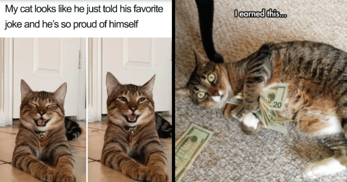 25 Pawsitively Hilarious Cat Memes For A Friday Filled With Fluffy ...