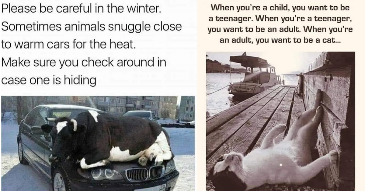 Happy Hilarious Animal Memes To Brighten Your Saturday Morning Animal 