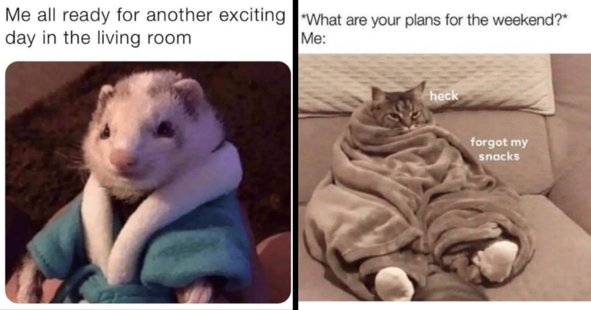 26 Pawsitively Playful Animal Memes To End The Weekend In Smiles ...