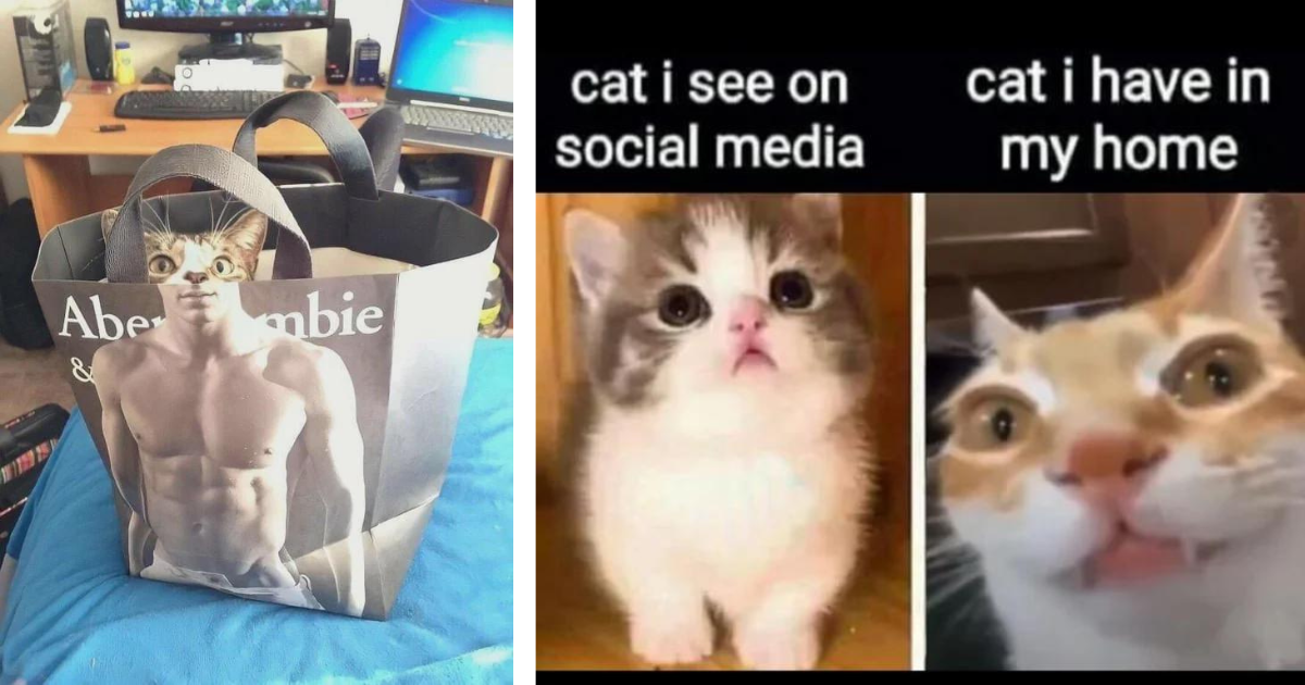 Feline Frenzy With These 27 Unhinged Cat Memes (January 15, 2024) I