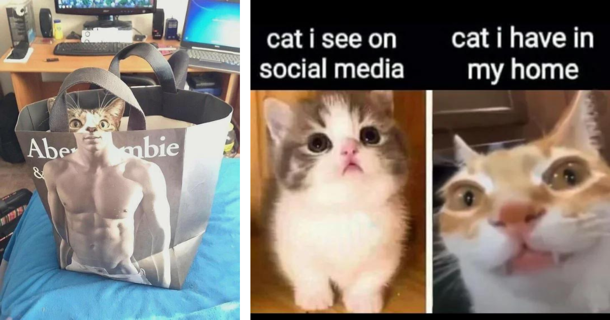    27 Memes About Cats Thumbnail Includes Two Pictures Of Cat Memes