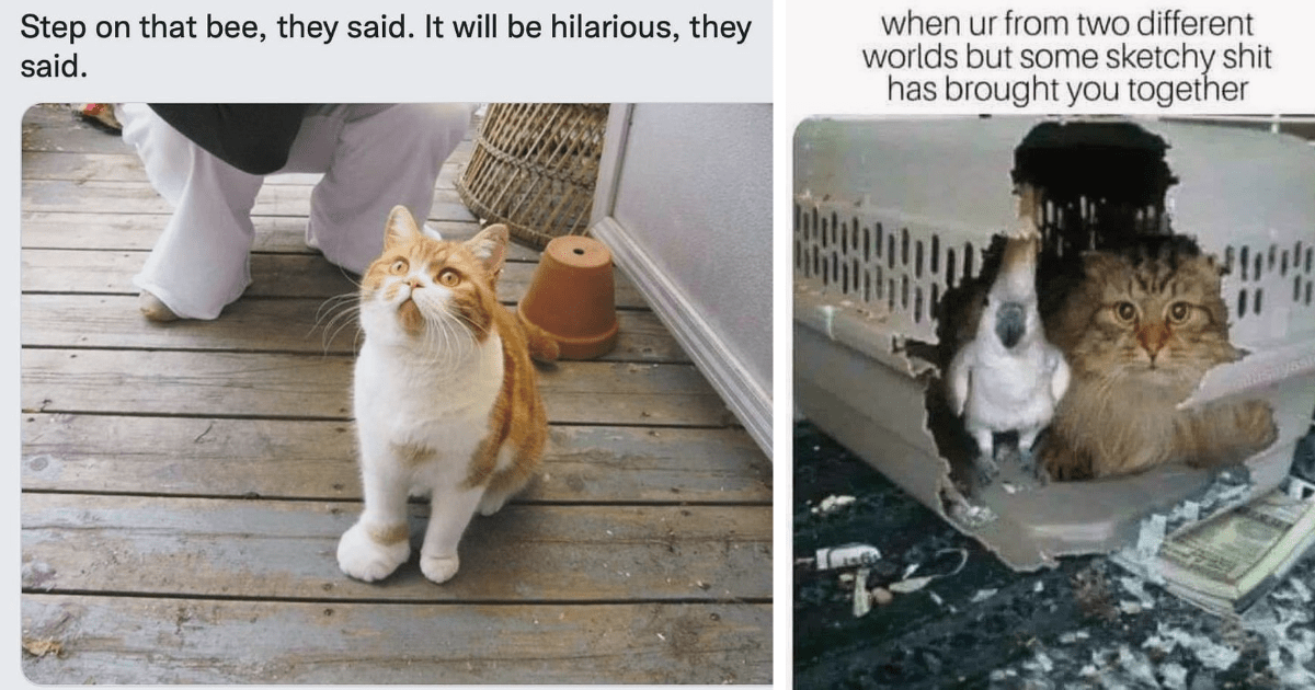 Relatable Memes Of Cats Losing The Battle With Their Intrusive Thoughts ...