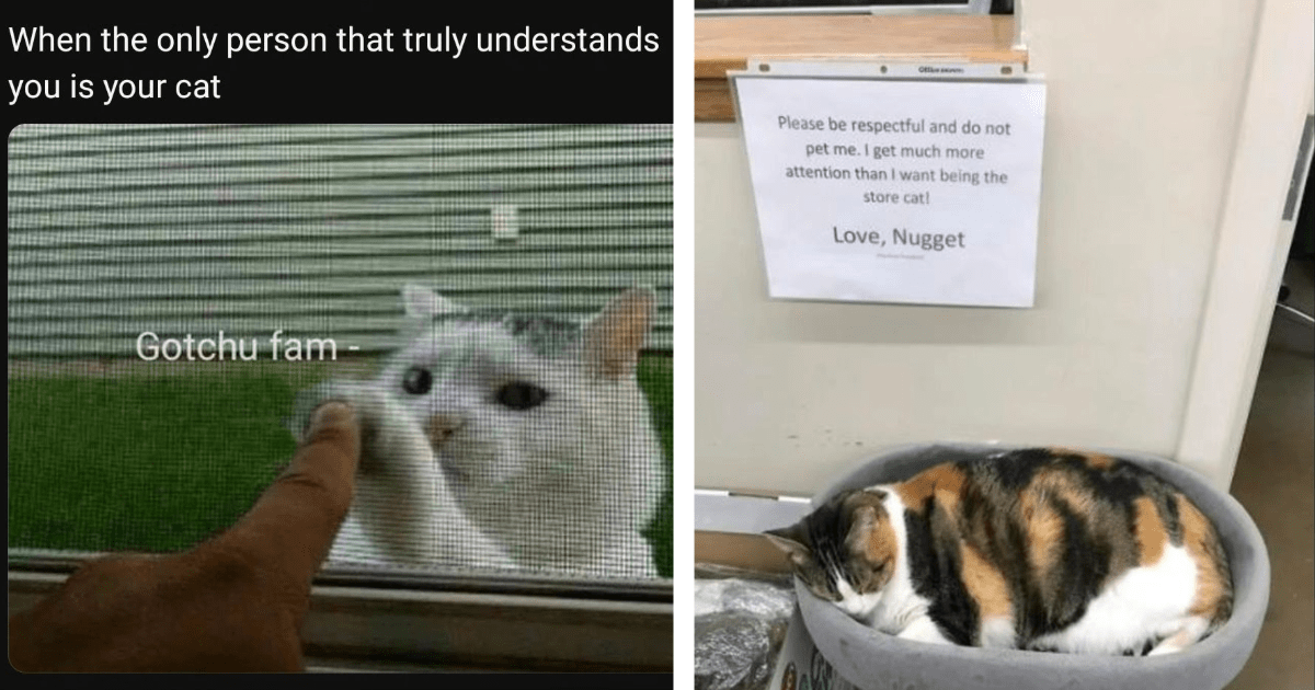 Cat Memes For All You Introverted Hoomans Who Could Do With More ...