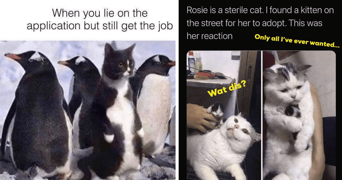 Mood Boosting Mid-Week Memes Featuring Cats Being Purrfect Lil Cuties ...