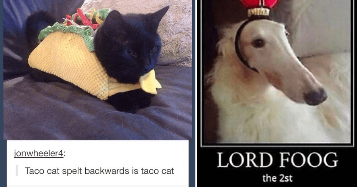 Positively Delicious Animal Memes To Perk Up Your Lunch Break - I Can ...