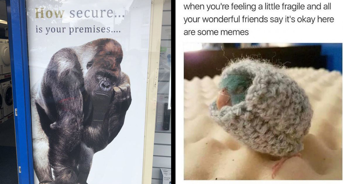 25+ of the Best Animal Memes of the Week (January 20, 2024) Memebase