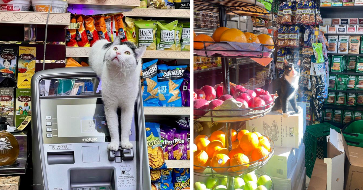 A Beautiful Basket Of Blessed Bodega Cats Serving Up Some Colorful CornerStore Cuteness I Can