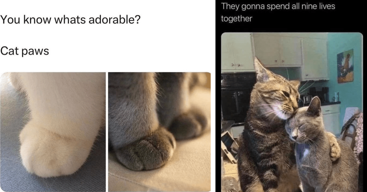 Absolutely Adorable Cat Memes To Brighten Your Lunch Break - I Can Has ...