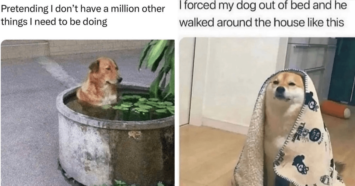 Heartwarming Memes Of Dogs Acting Like Hoomans - Animal Comedy - Animal ...