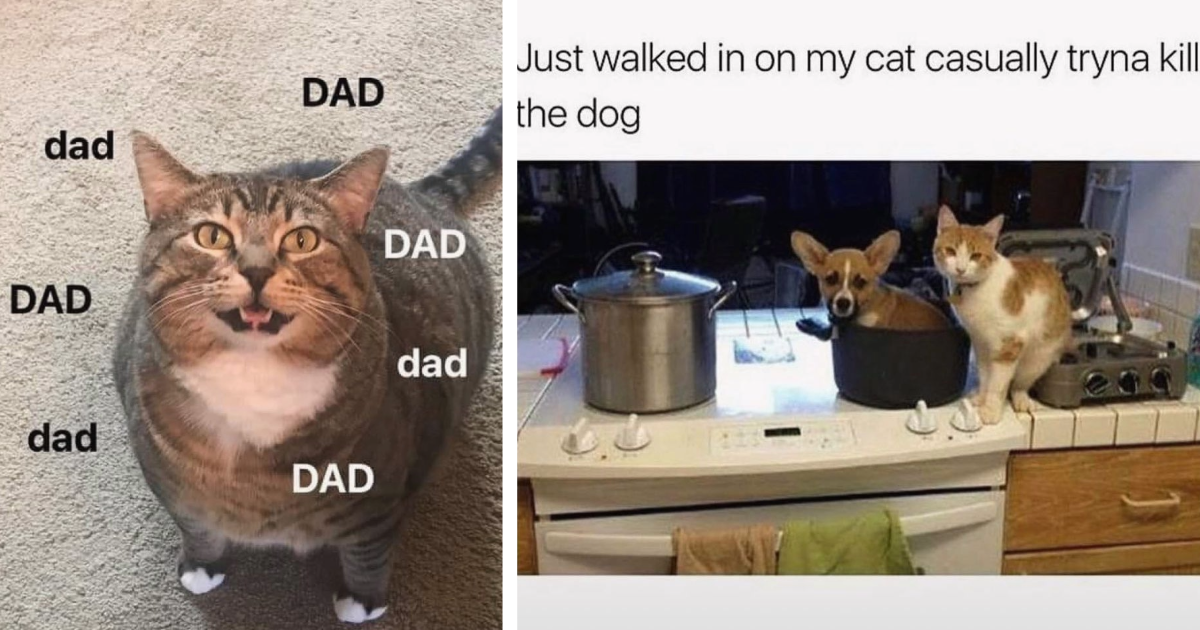 Sweet Relatable Cat Memes For All You Feline Pawrents - I Can Has ...