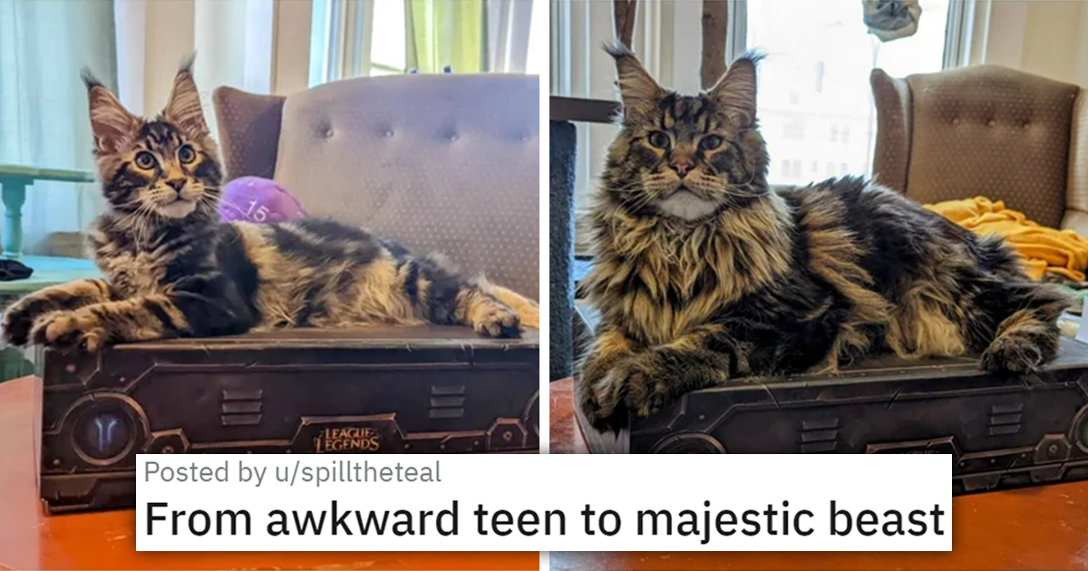 The Awkward Teen To Majestic Beast Pipeline: Maine Coon Kittens Who ...