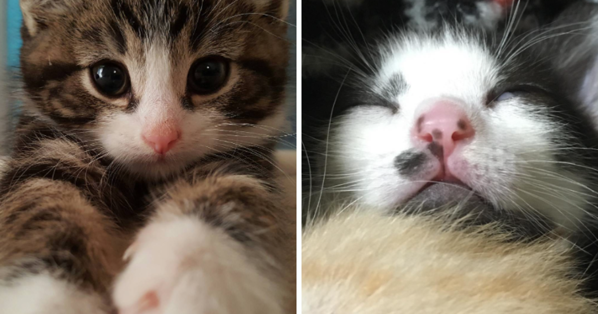 24 Fluffy Felines Flaunting Beautiful Button Noses For A Purrfect Dose Of Cuteness I Can Has